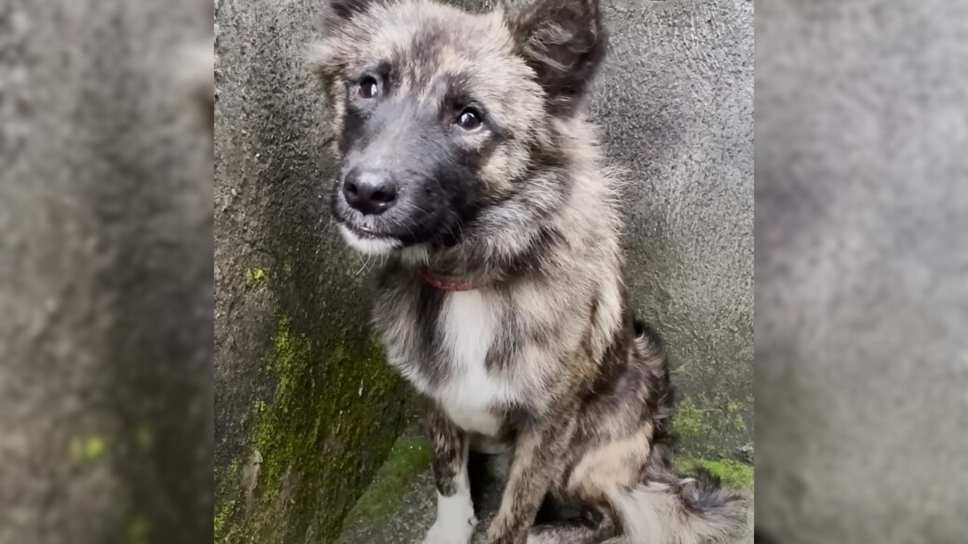 Fearful Stray Dog Refuses Help From The Woman, But Then Something Amazing Happens