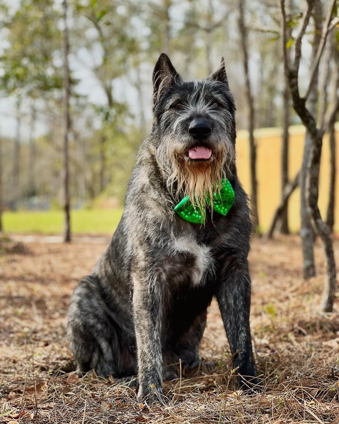 a dog with green bow