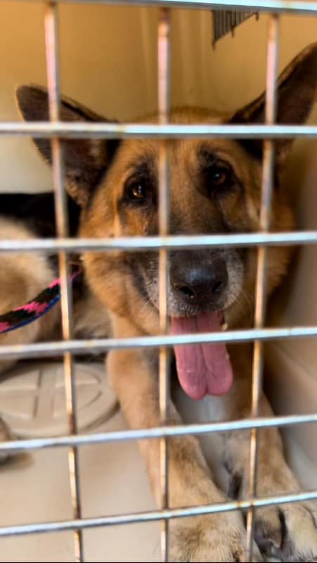 a dog with its tongue out in a cage