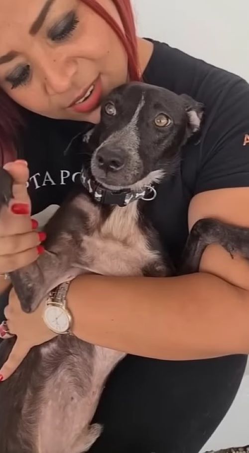 a dog with redhaired woman