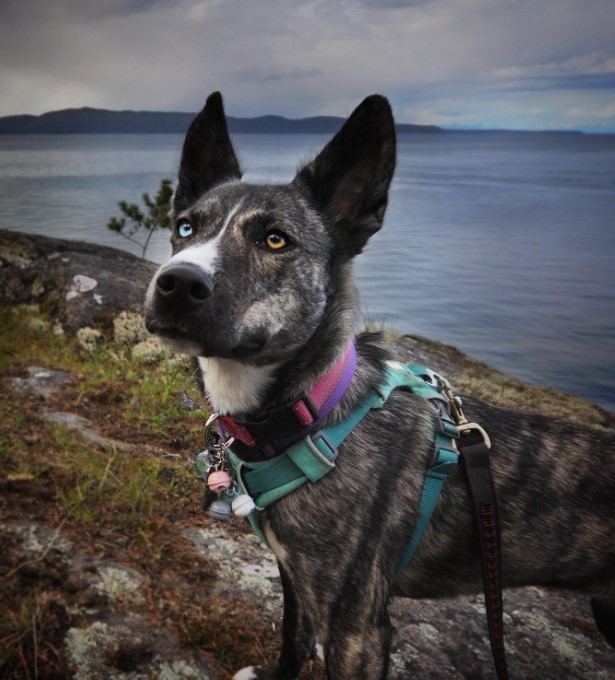 a dog with two different eyes stands on a rock