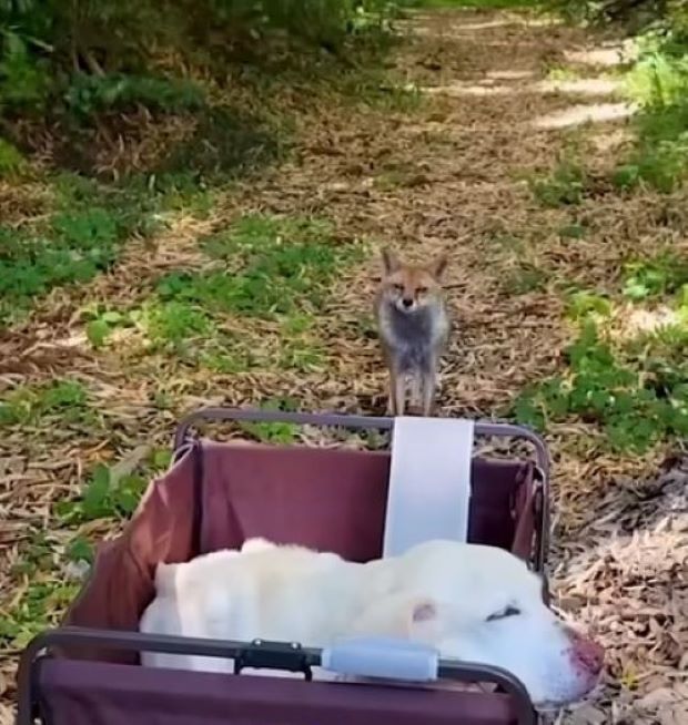 a fox looking at dog