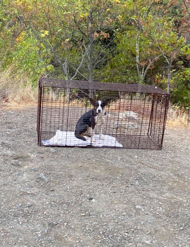 a frightened dog that was found in the forest