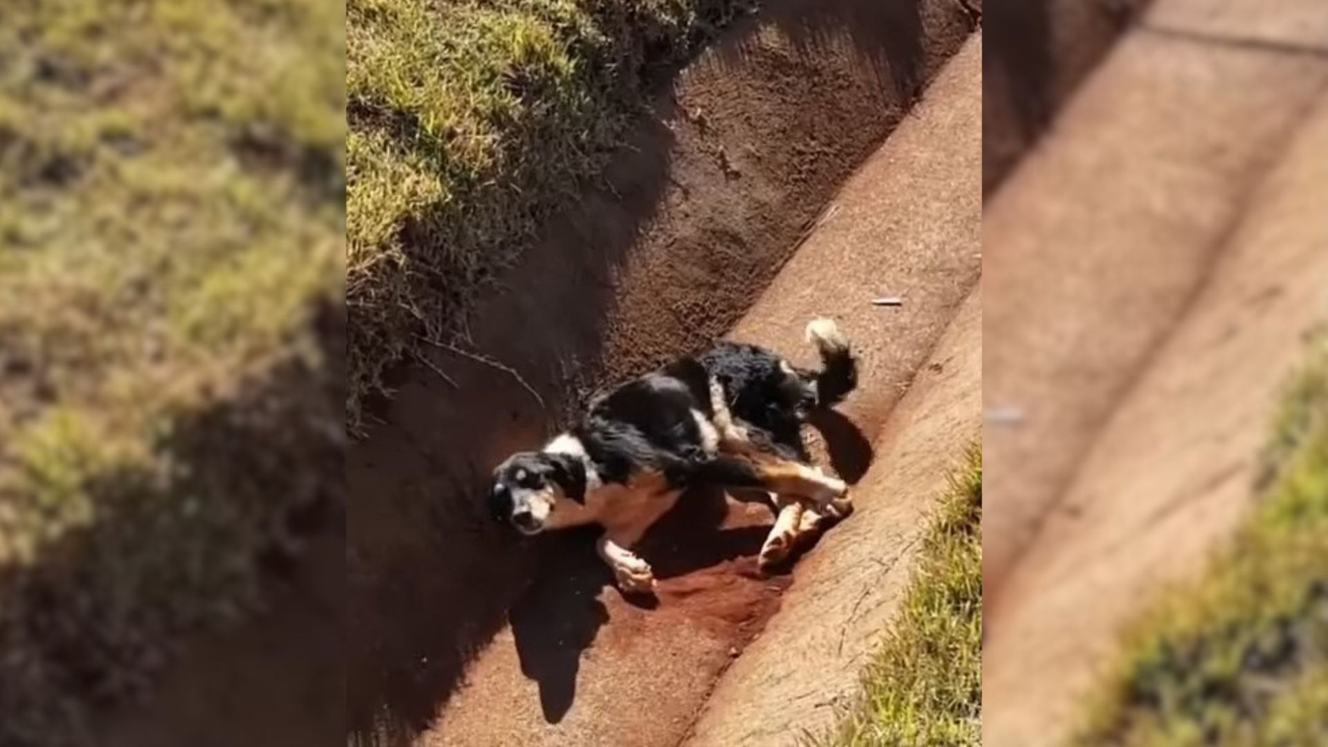 Helplessly Lying In A Drain, Injured Dog Wagged His Tail Until Good Souls Decided To Help