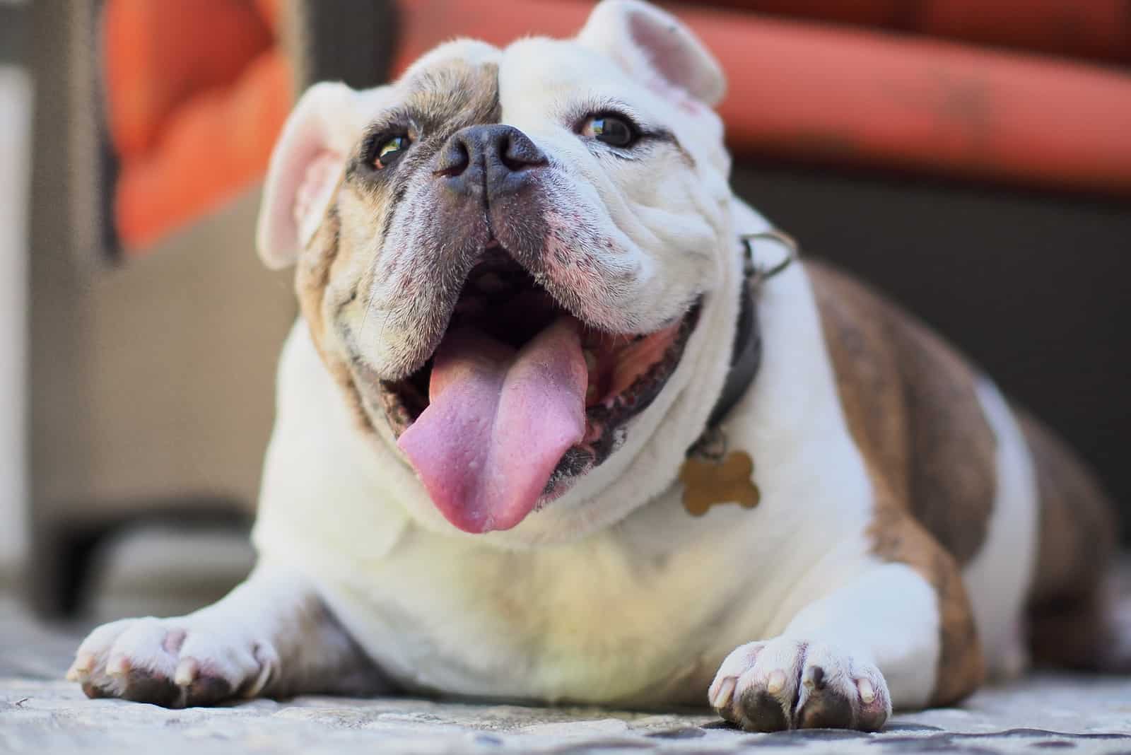 a happy english bulldog lies on the floor