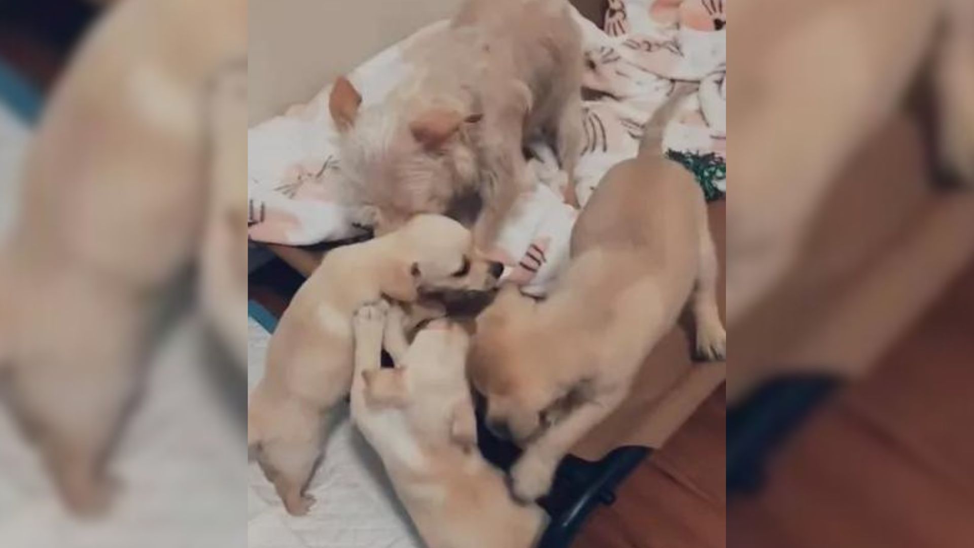 Anxious Mama Dog Is So Happy When She Is Reunited With Her Puppies