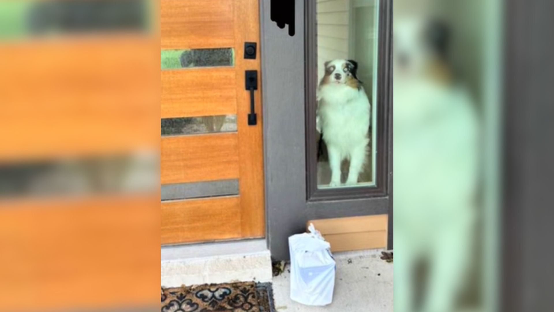 A Hilarious Furry Face Emerged In The Photo Taken By Delivery Driver