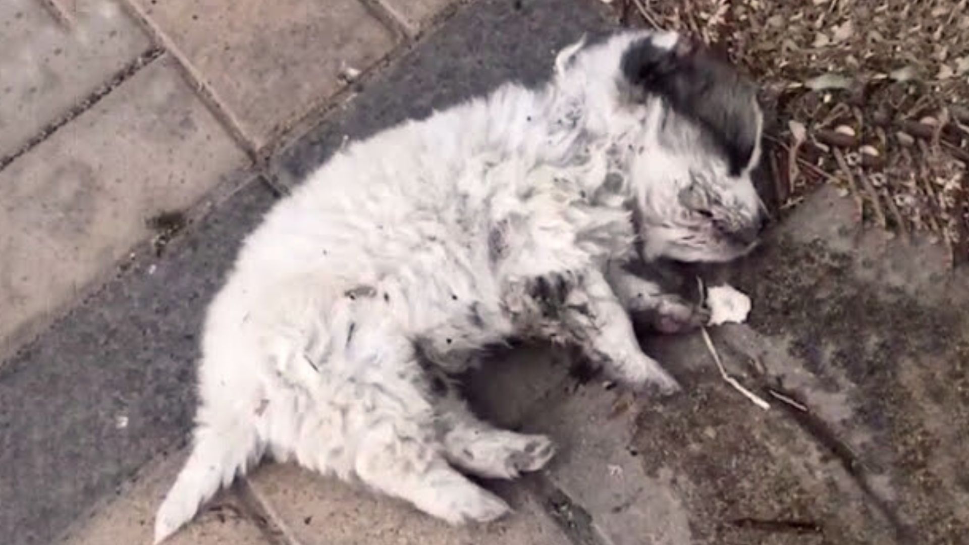 Girl In Shock To Discover A Motionless Dog Lying On The Side Of The Road