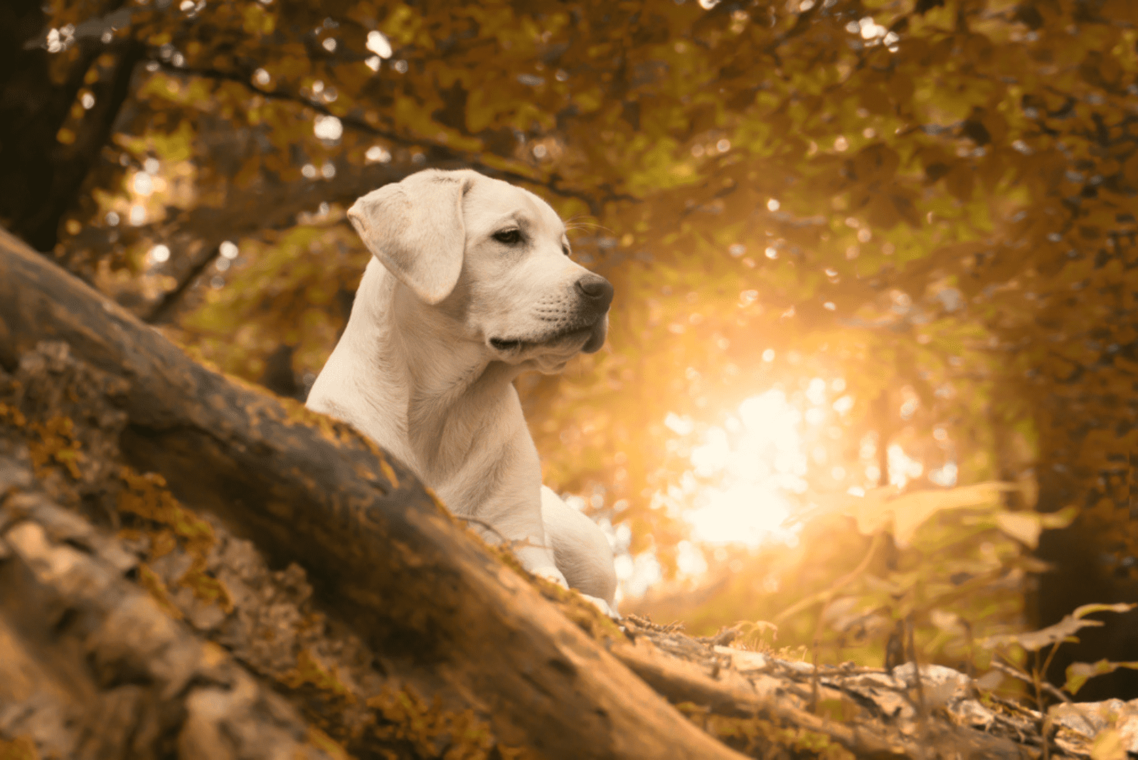 a labrador stands on a tree in the forest