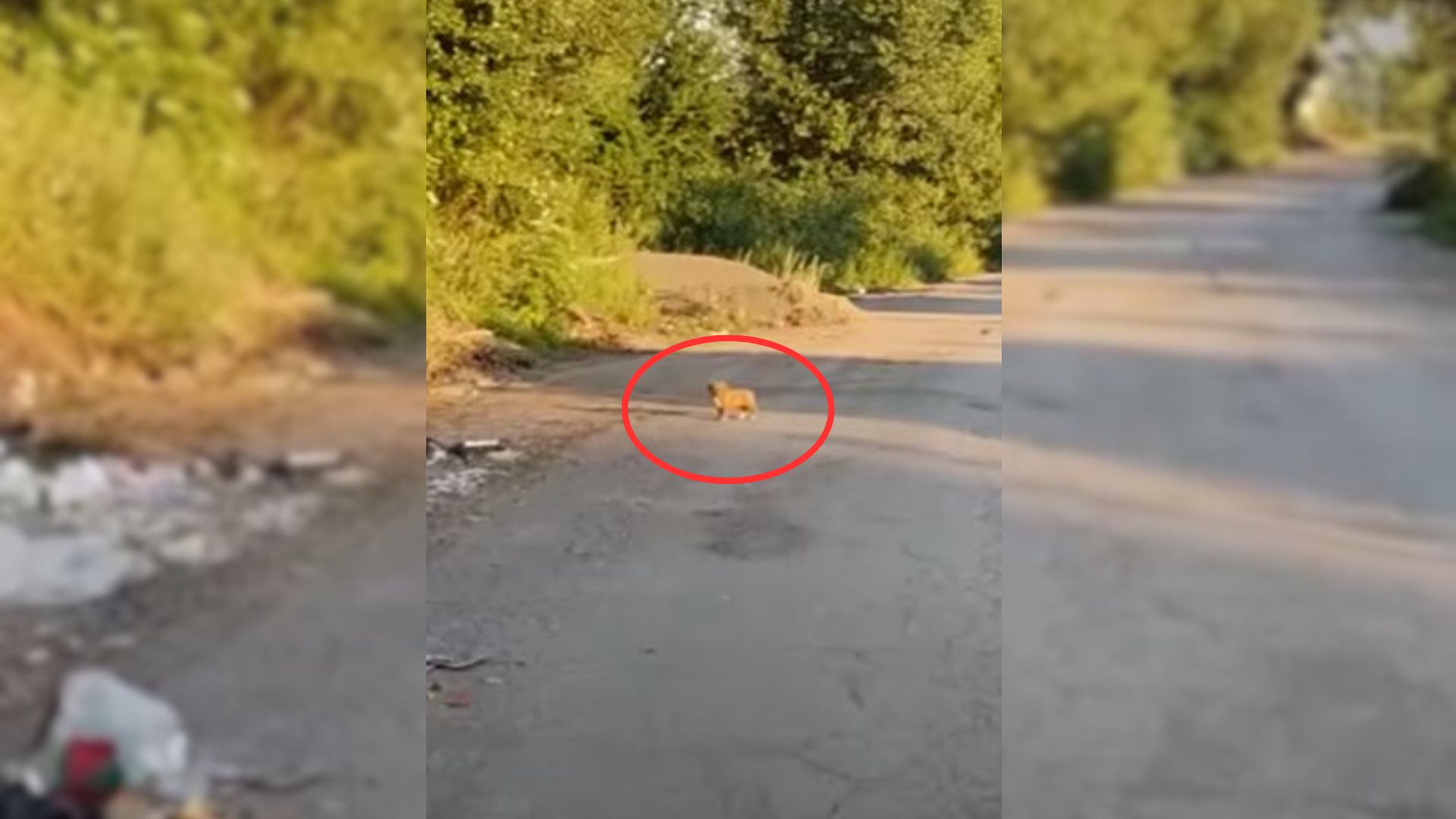 A Little Abandoned Puppy Who Was Hiding In Rubbish Couldn’t Stop Smiling After She Was Rescued