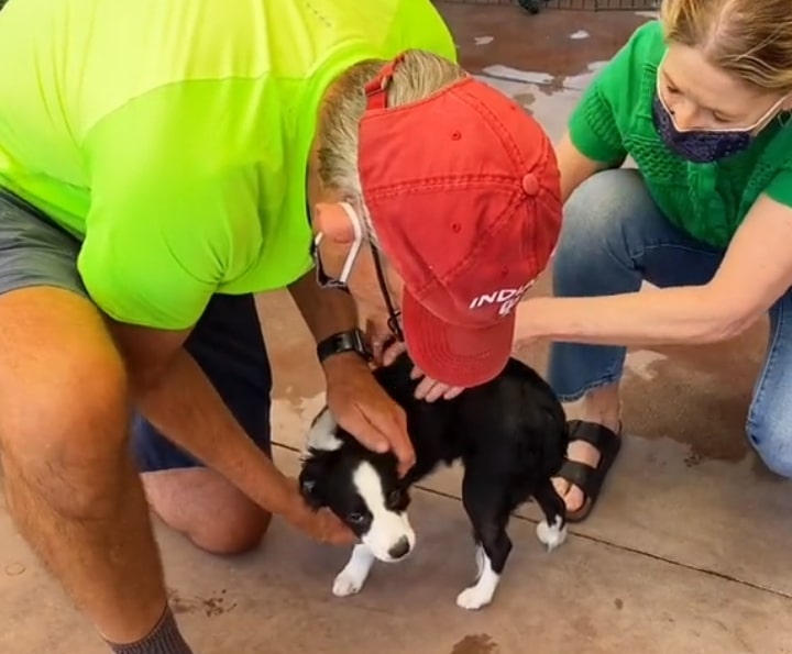 a man and a woman caress a black and white dog