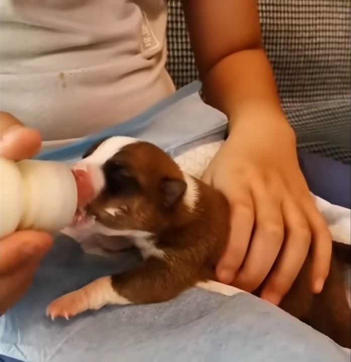 a man feeding puppy