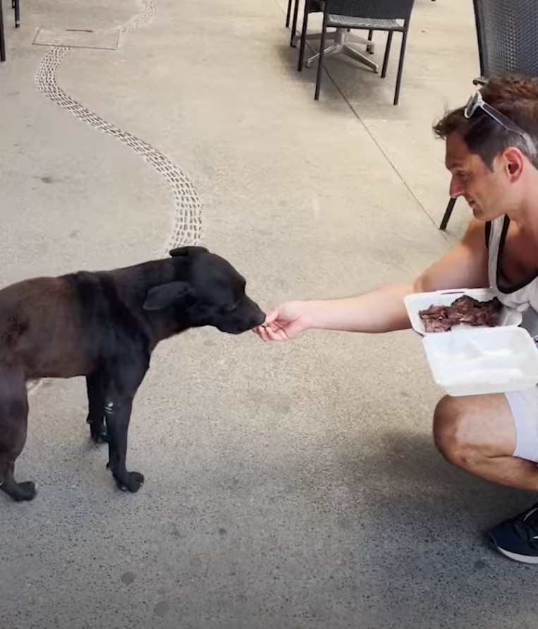 a man feeding stray dog