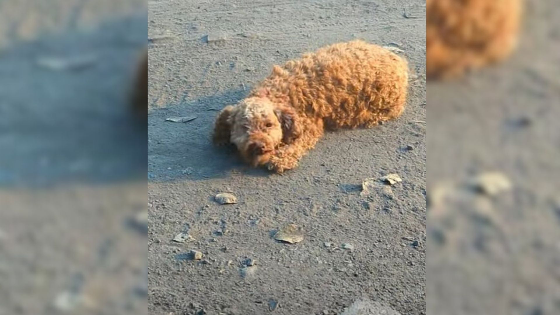 Man’s Heart Breaks As He Finds One-Eyed Pregnant Poodle In Desperate Need Of Help