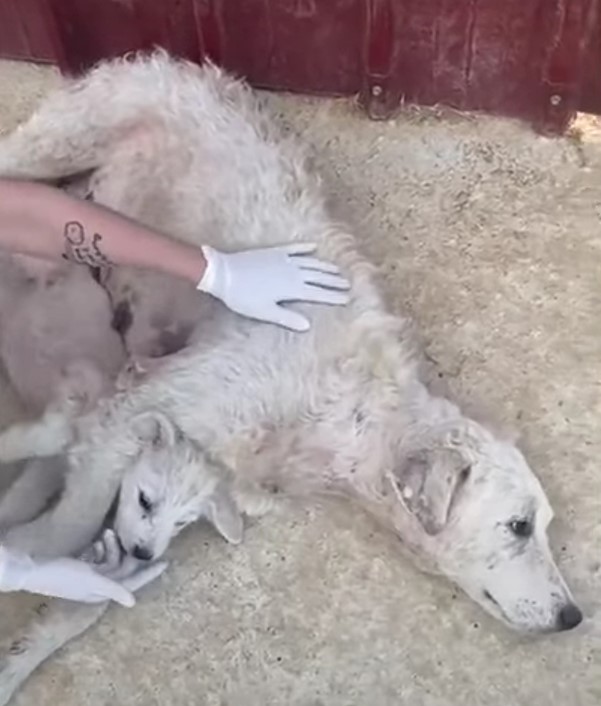 a man helping mother dog and her puppy