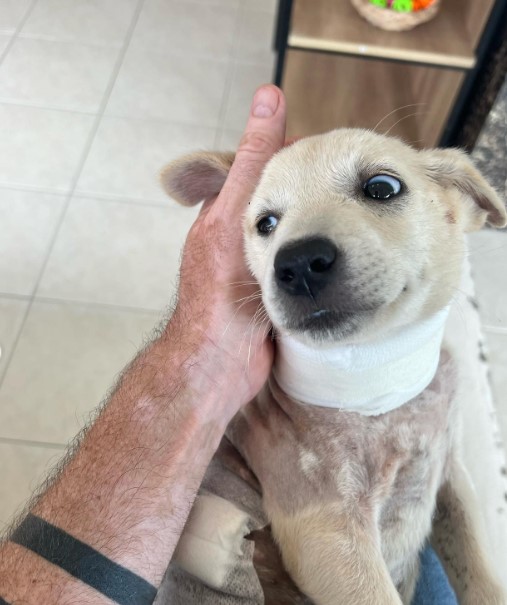 a man is holding a rescued dog with a collar on his lap