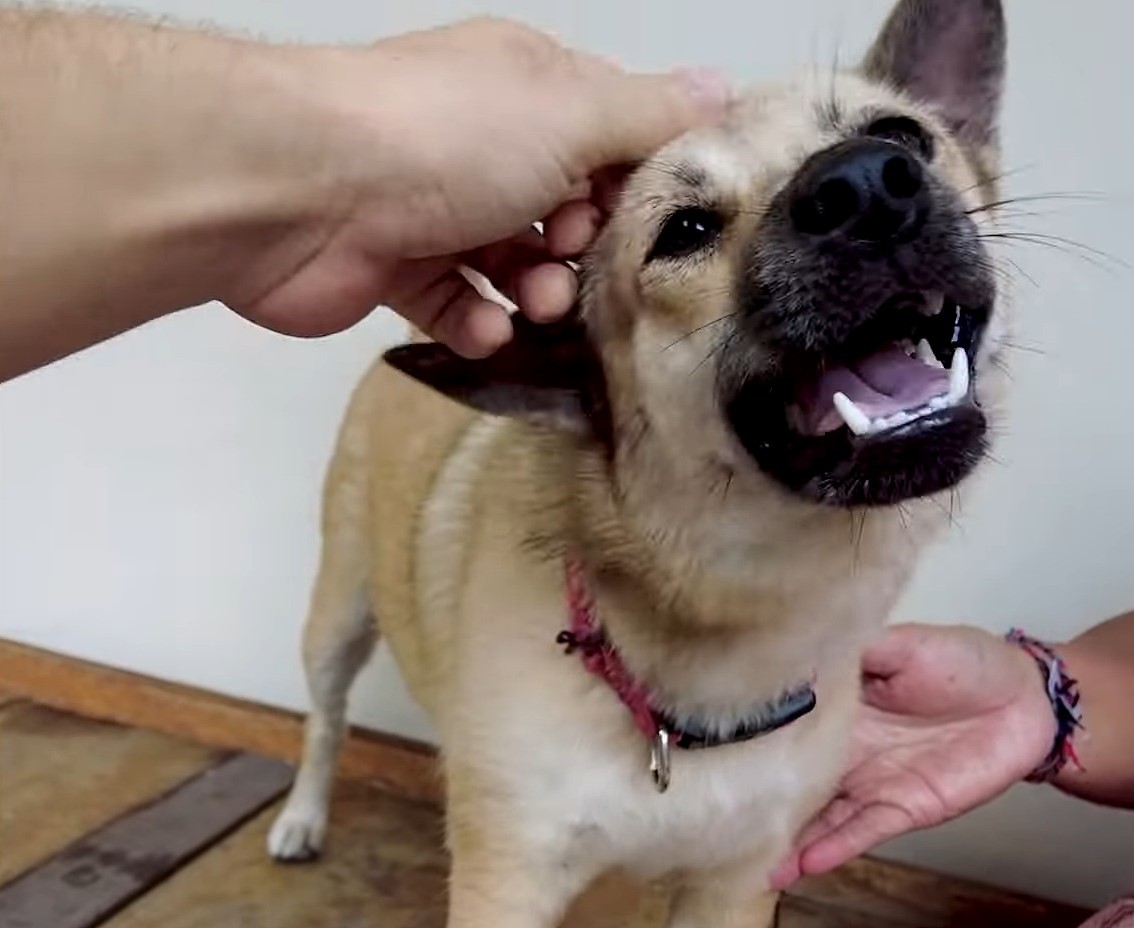 a man touching dog