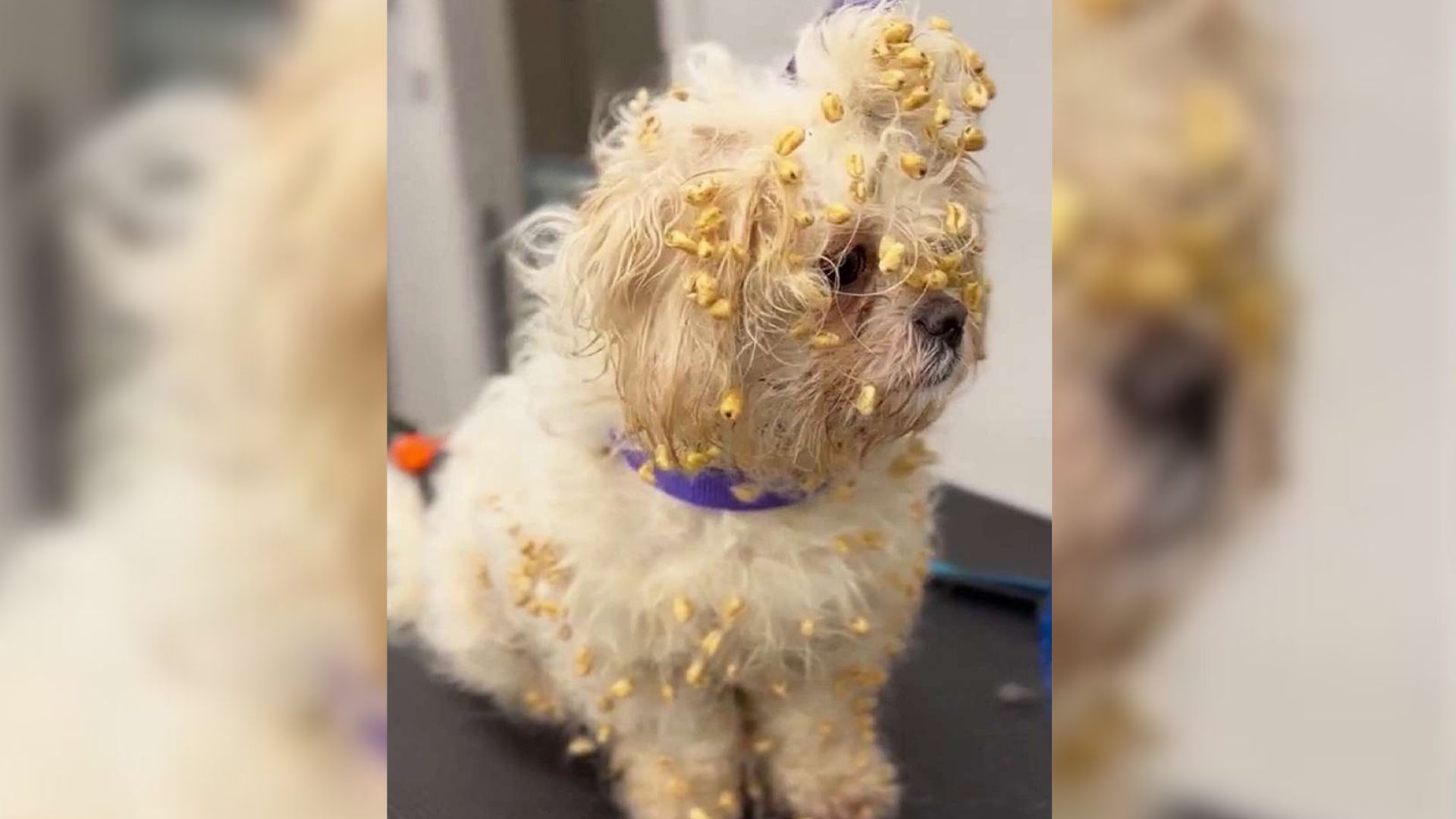 Owner Realized His Dog “Invaded” A Box Of Sugar Puffs After He Caught Him Making A Huge Mess