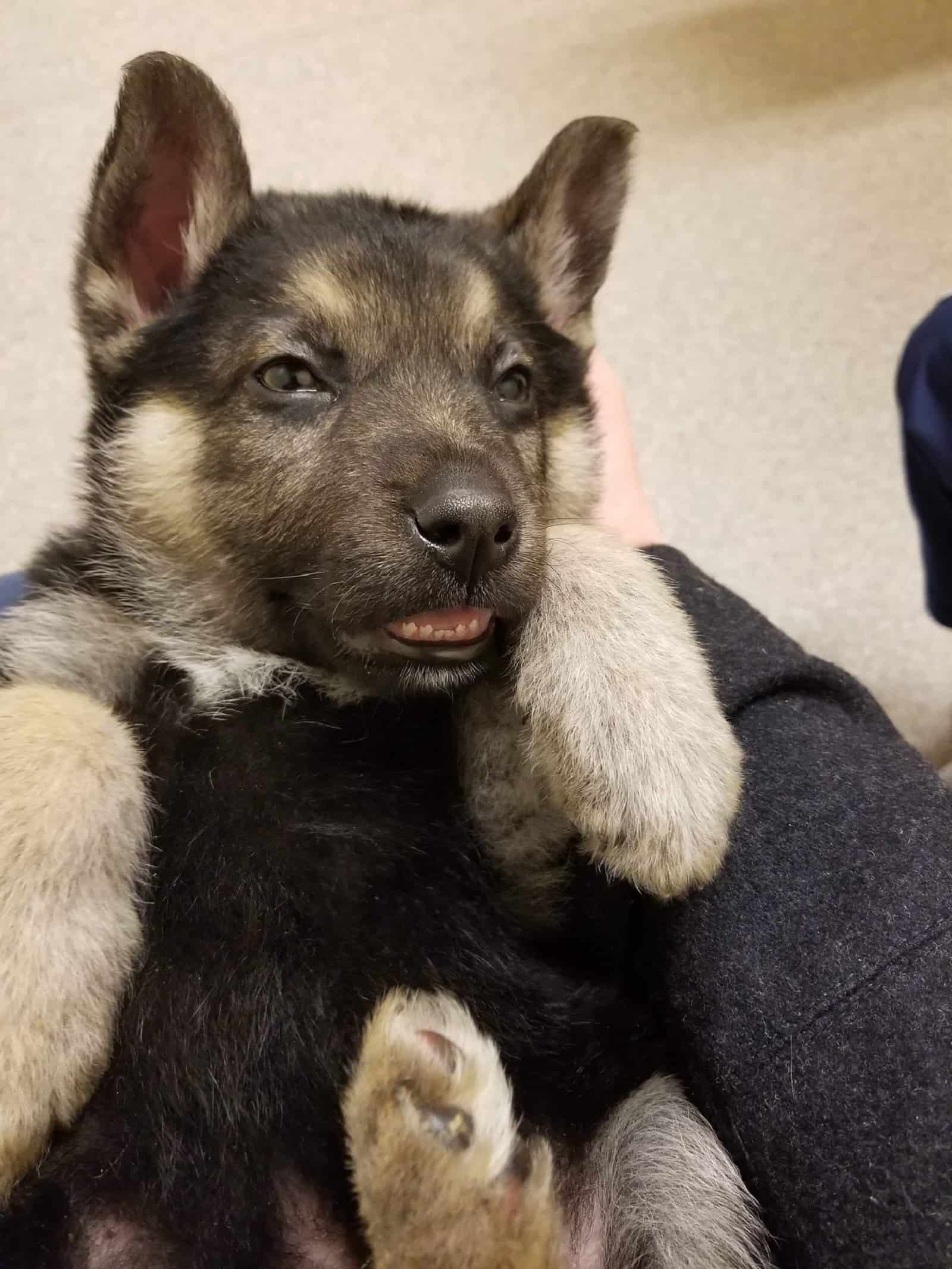 a person cuddling german shepherd puppy and playing with him