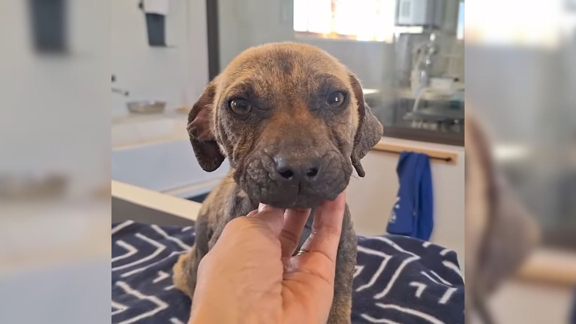 A Puppy Abandoned On The Side Of A Road Felt Sad And Lonely Until Her Rescuers Gave Her Love