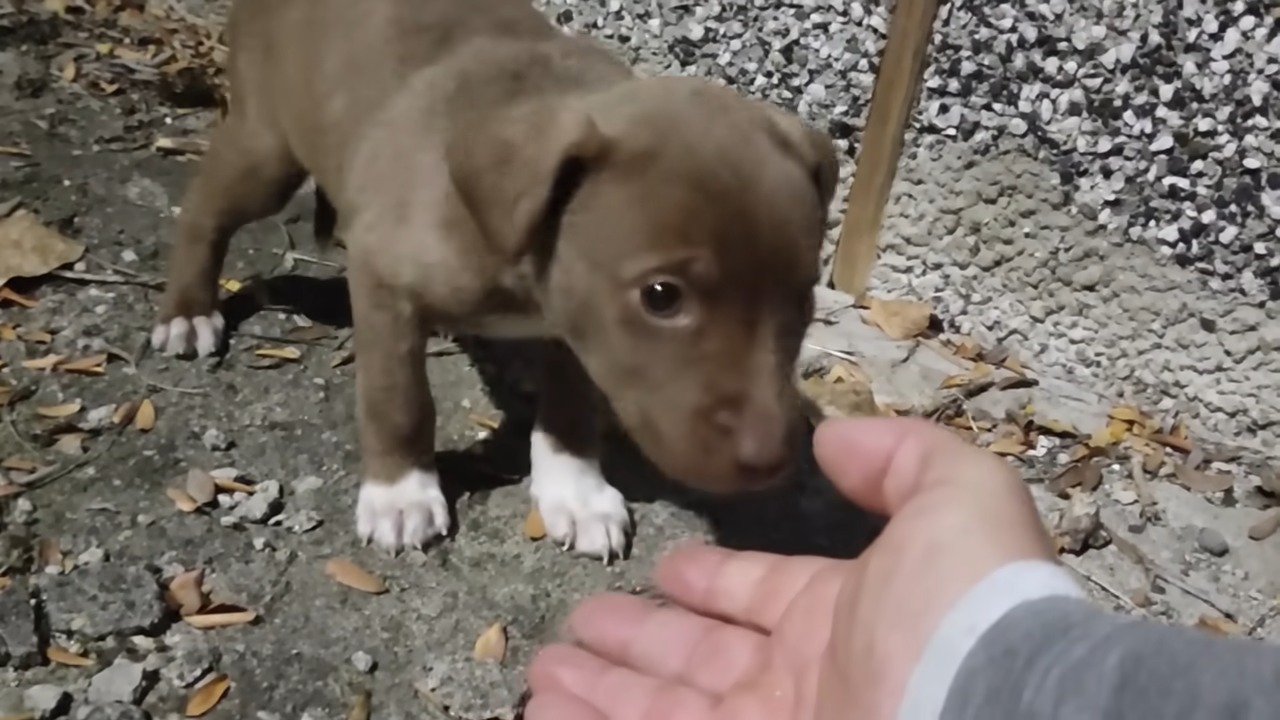 a puppy smeeling hand