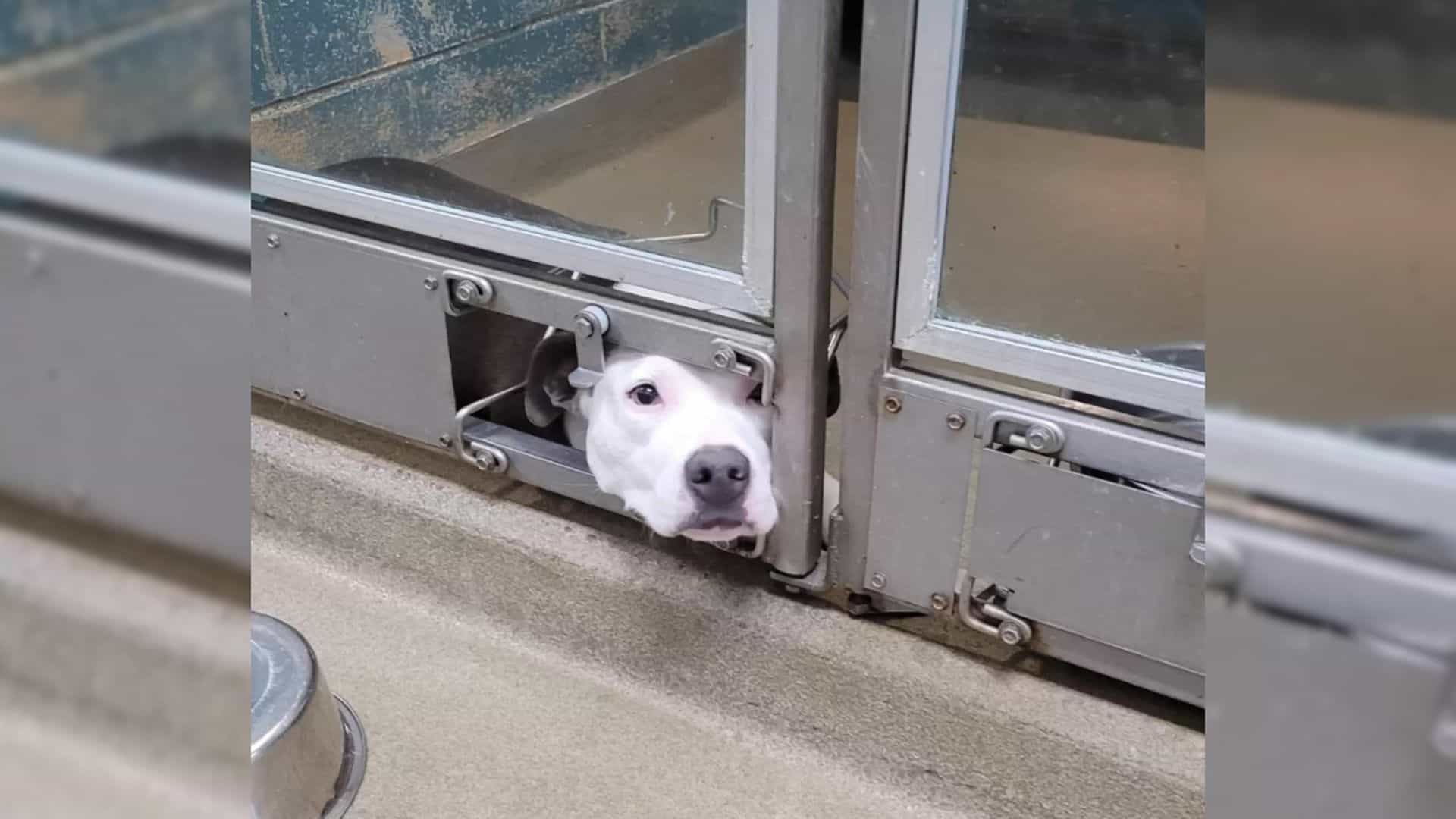 Heartbroken Dog Stuck At Shelter While All Of Her Friends Find Forever Homes