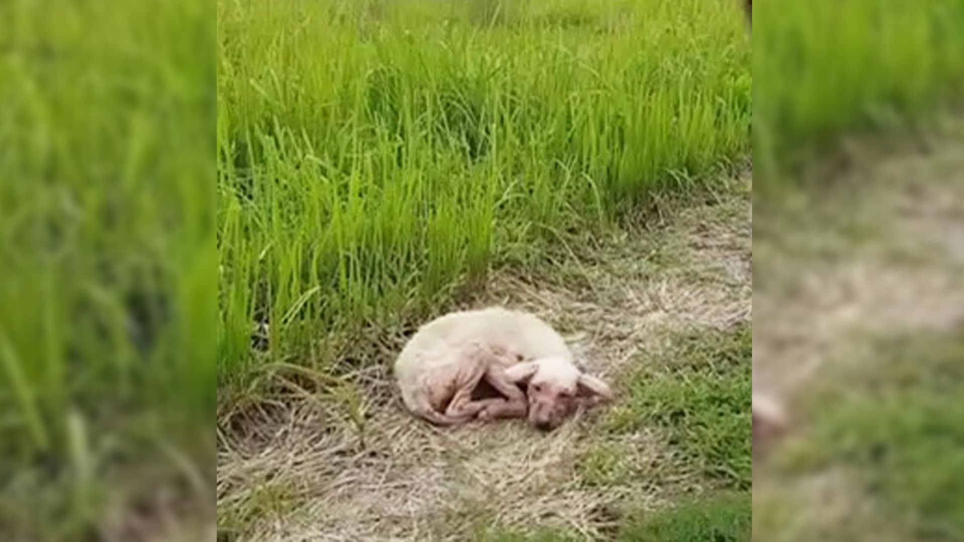 Heartbroken Dog Abandoned In The Field Refuses To Leave, Hoping Her Owners Would Return