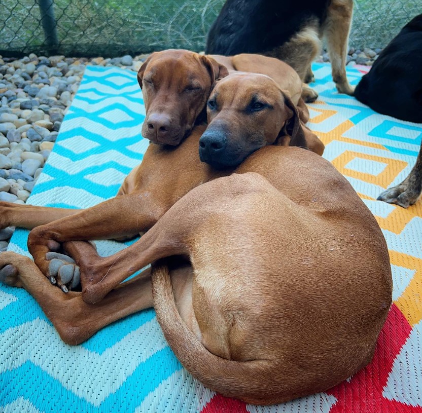 a sleepy dog leans against another dog and sleeps