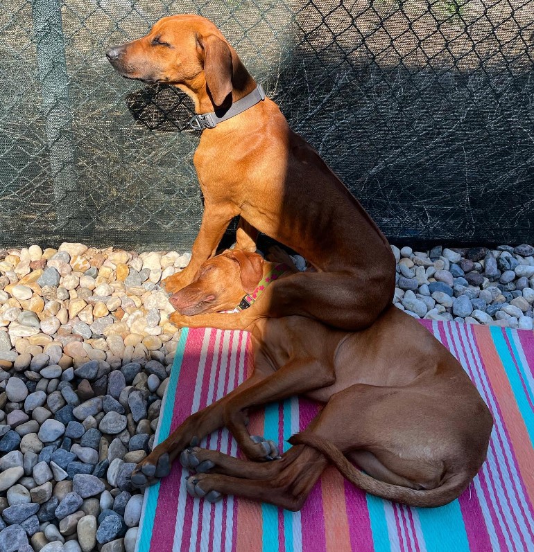 a sleepy dog sits on another dog