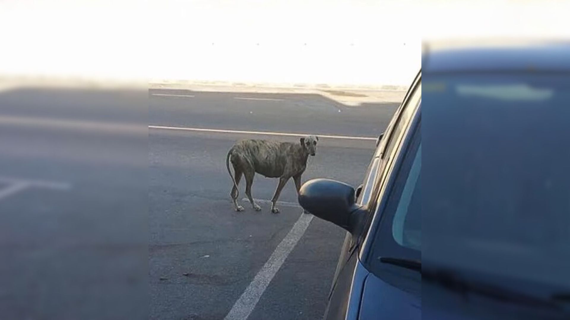 A Sorrowful Pregnant Pup Who Was About To Give Birth Ran To Each Car, Pleading To Be Rescued