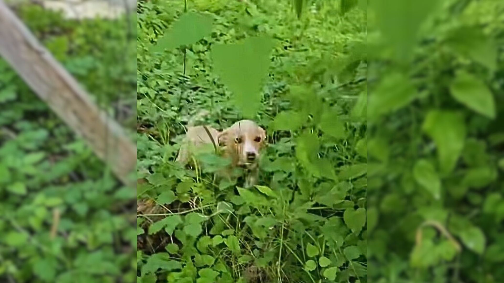 A Sweet Abandoned Puppy Who Was Whimpering And Calling For Help Was Happy To Be Rescued