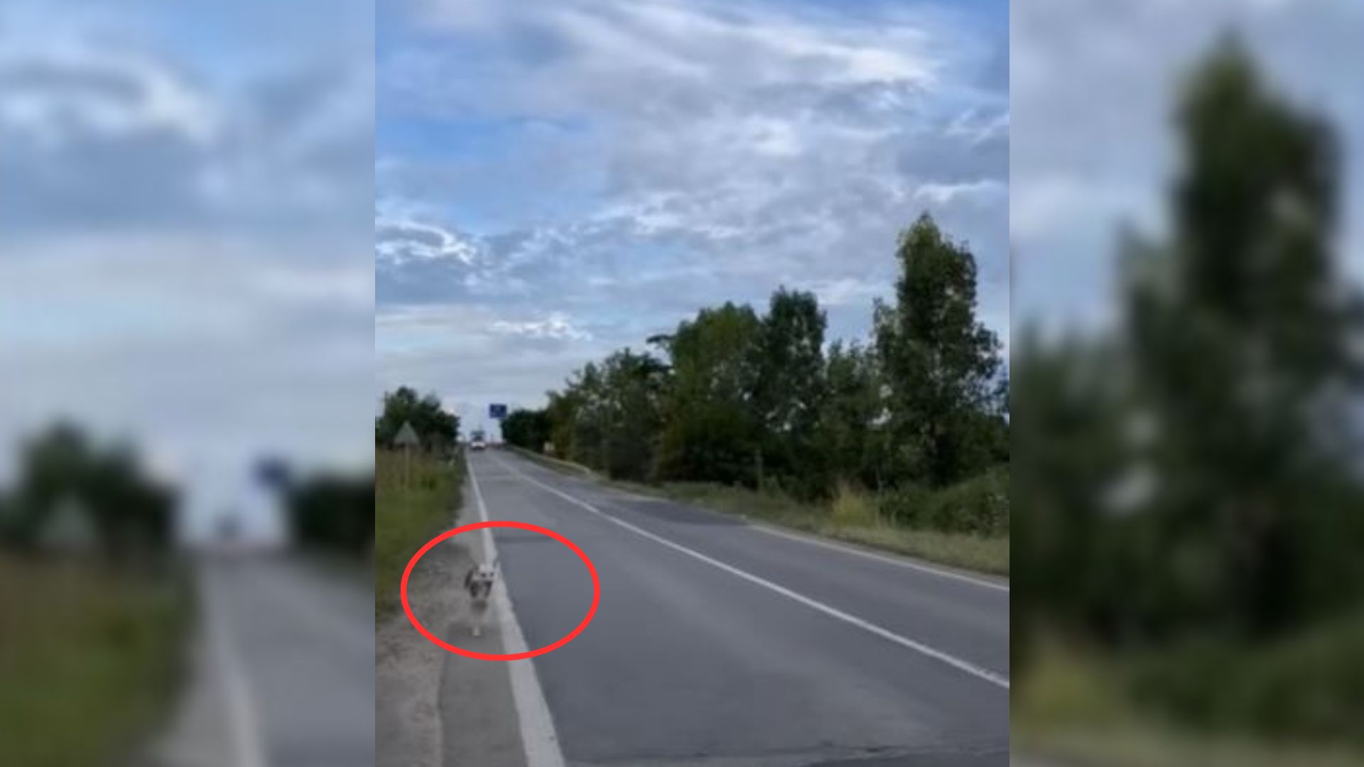 This Adorable Dog Was Terrified After Her Owners Left Her Near A Deserted Road