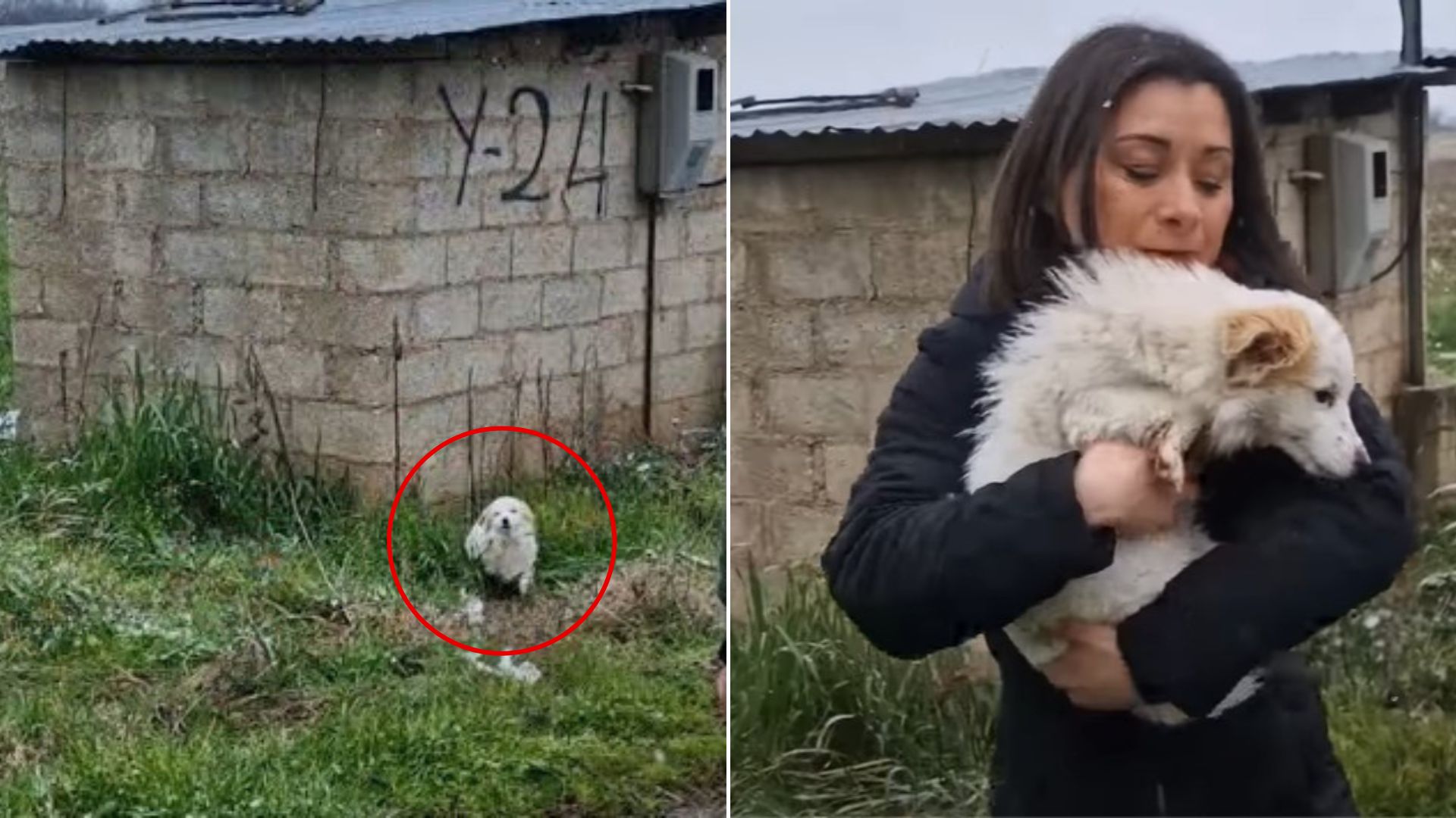 Stray Dog Struggles To Survive In The Cold Until Compassionate Rescuers Step In