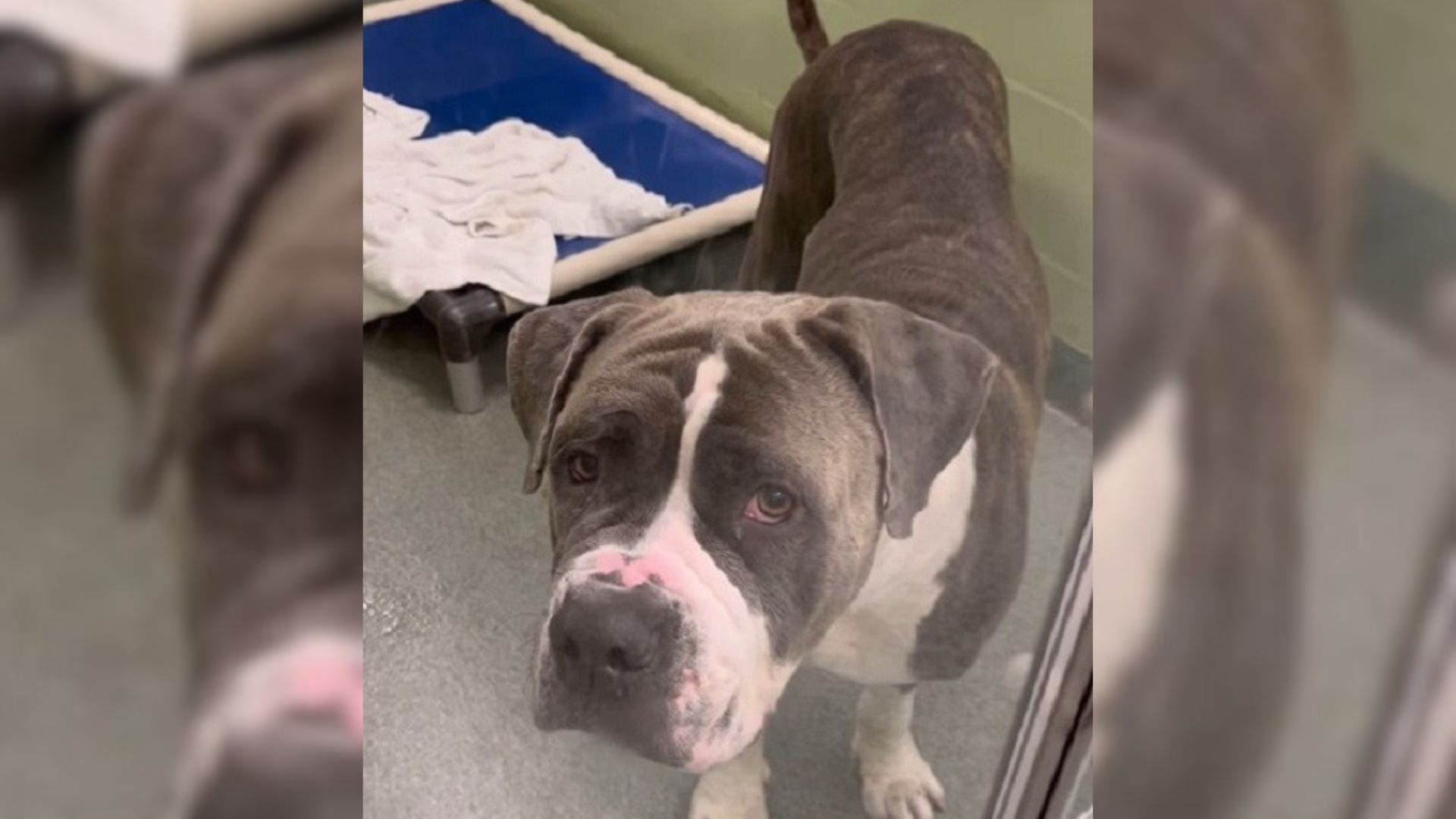 Shelter Pup Longing To For A Forever Home Finally Gets Some Really Great News