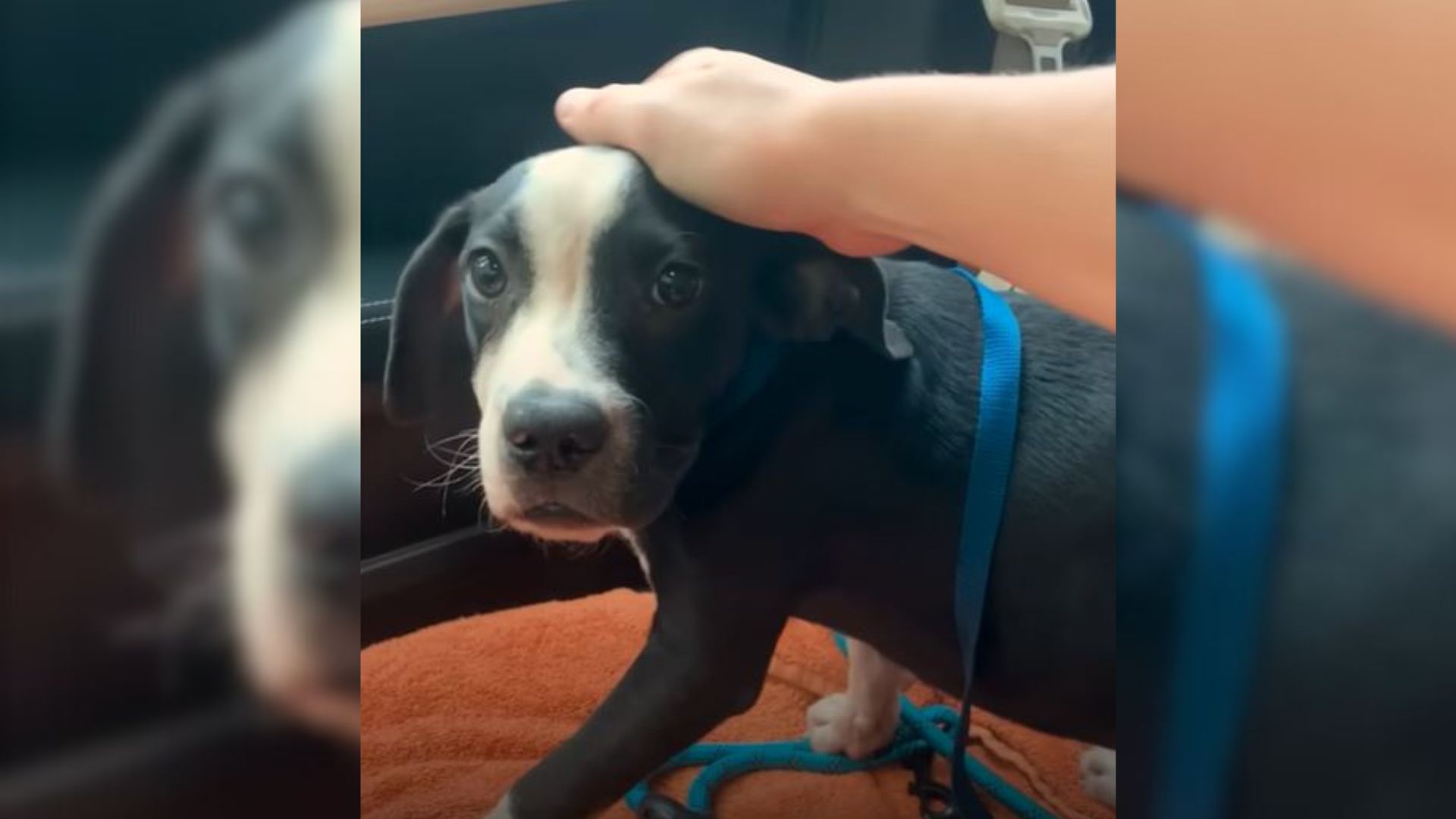 This Scared Puppy Desperately Wanted Help And Then The Most Miraculous Thing Happened