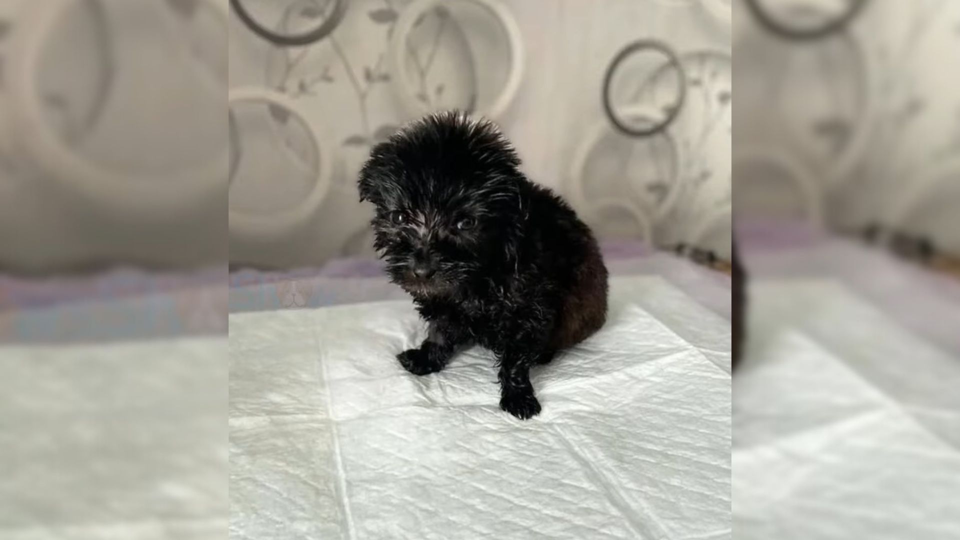 Teeny-Tiny Puppy Abandoned On A Busy Street Cries Loudly For His Momma