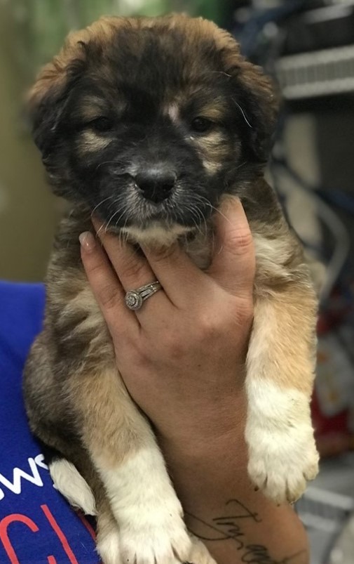 a woman holds a puppy in her hand