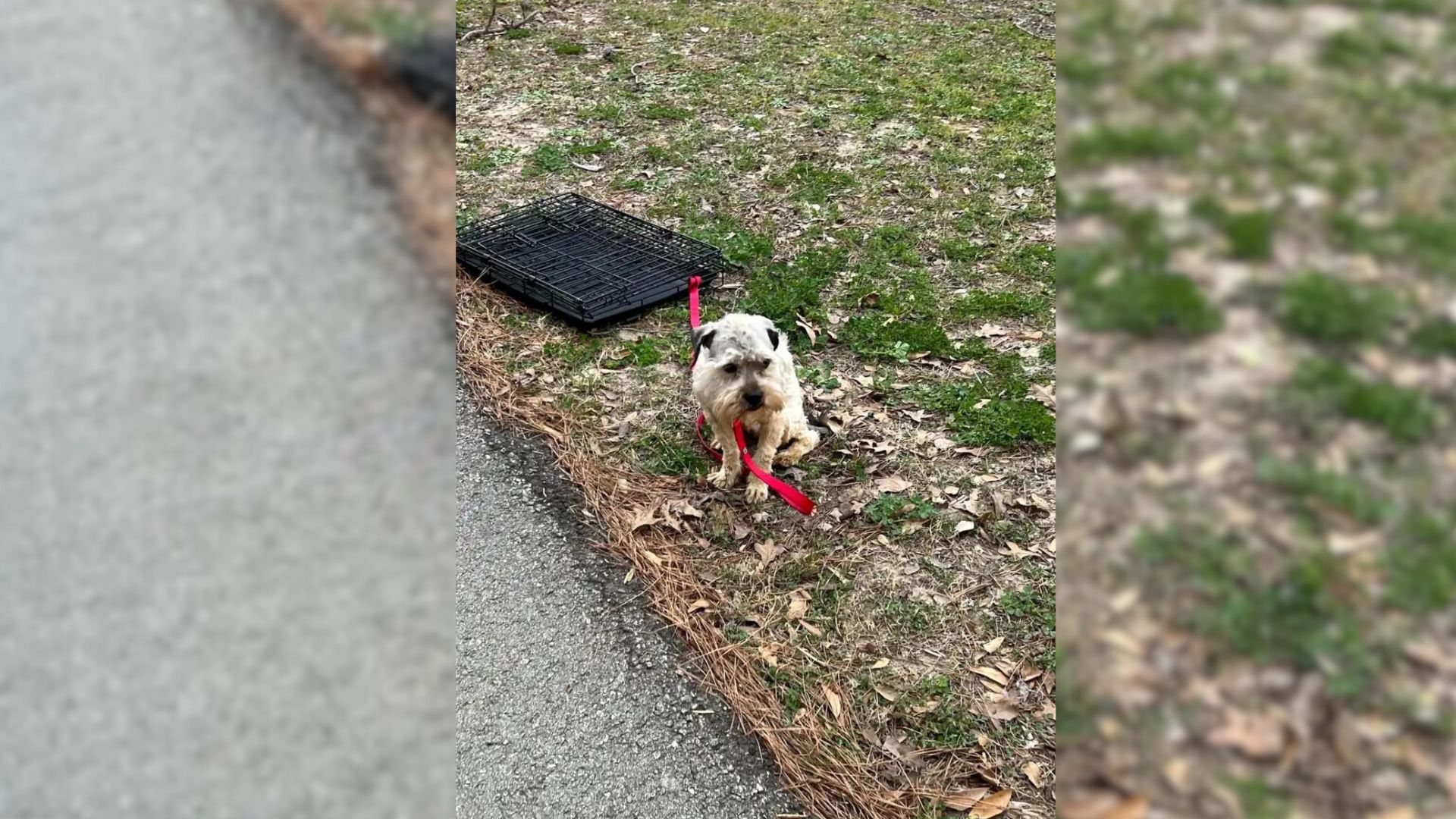 Woman Was Deeply Saddened To See A Sweet Pup Tied To A Crate So She Went To Help