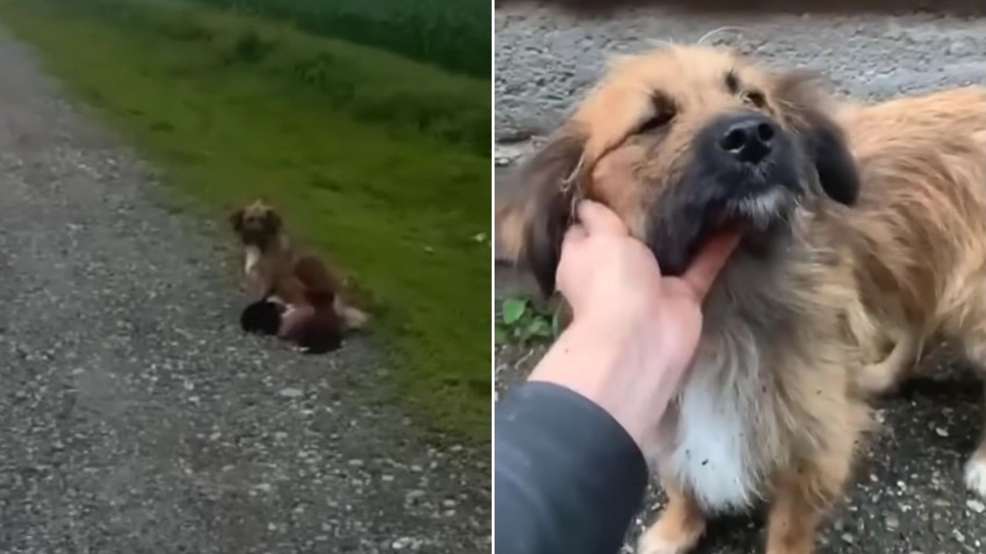 This Mom Dog Was Desperate For Help, So She Begged Passersby To Save Her Babies