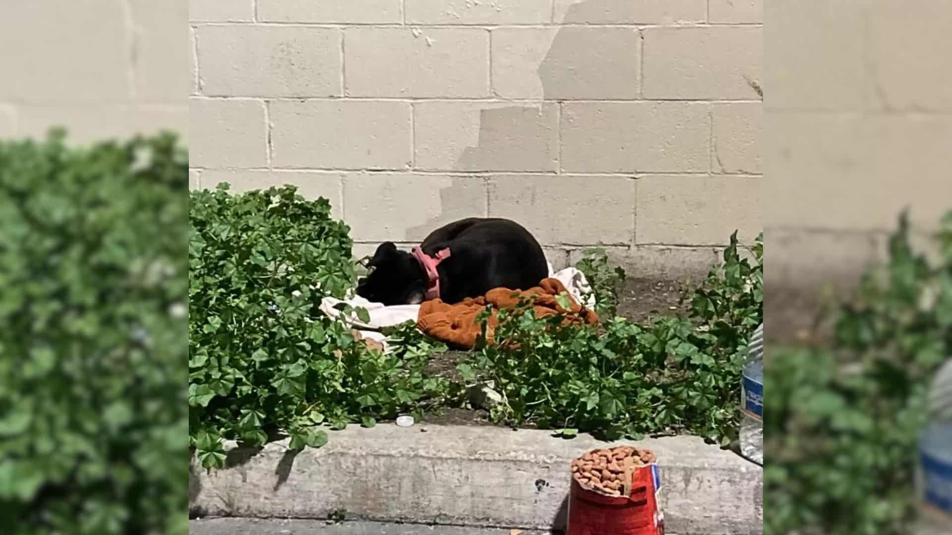 Heartbroken Dog Sleeps On Curb After Abandonment, Hoping Her Family Would Return