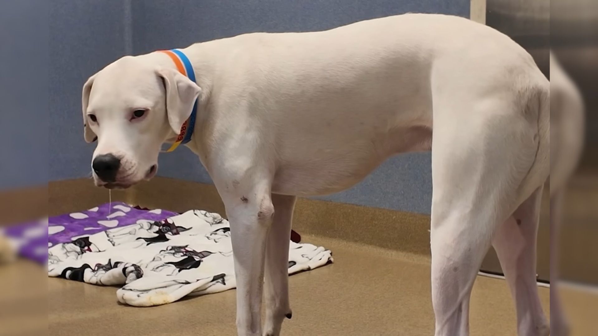 Abandoned Dog Was So Frightened Of Everyone Until A Shelter Worker Came To Help Him