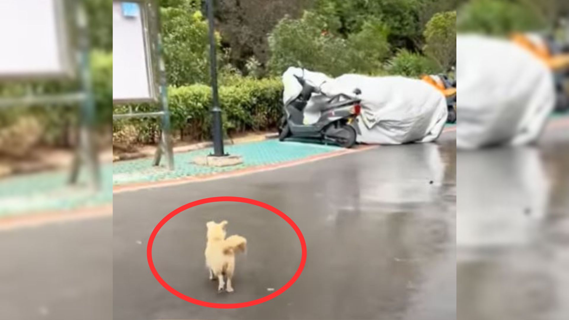 Abandoned Mama Dog Kept Looking At The Passers-By, Begging Them To Help Her Newborn Puppies