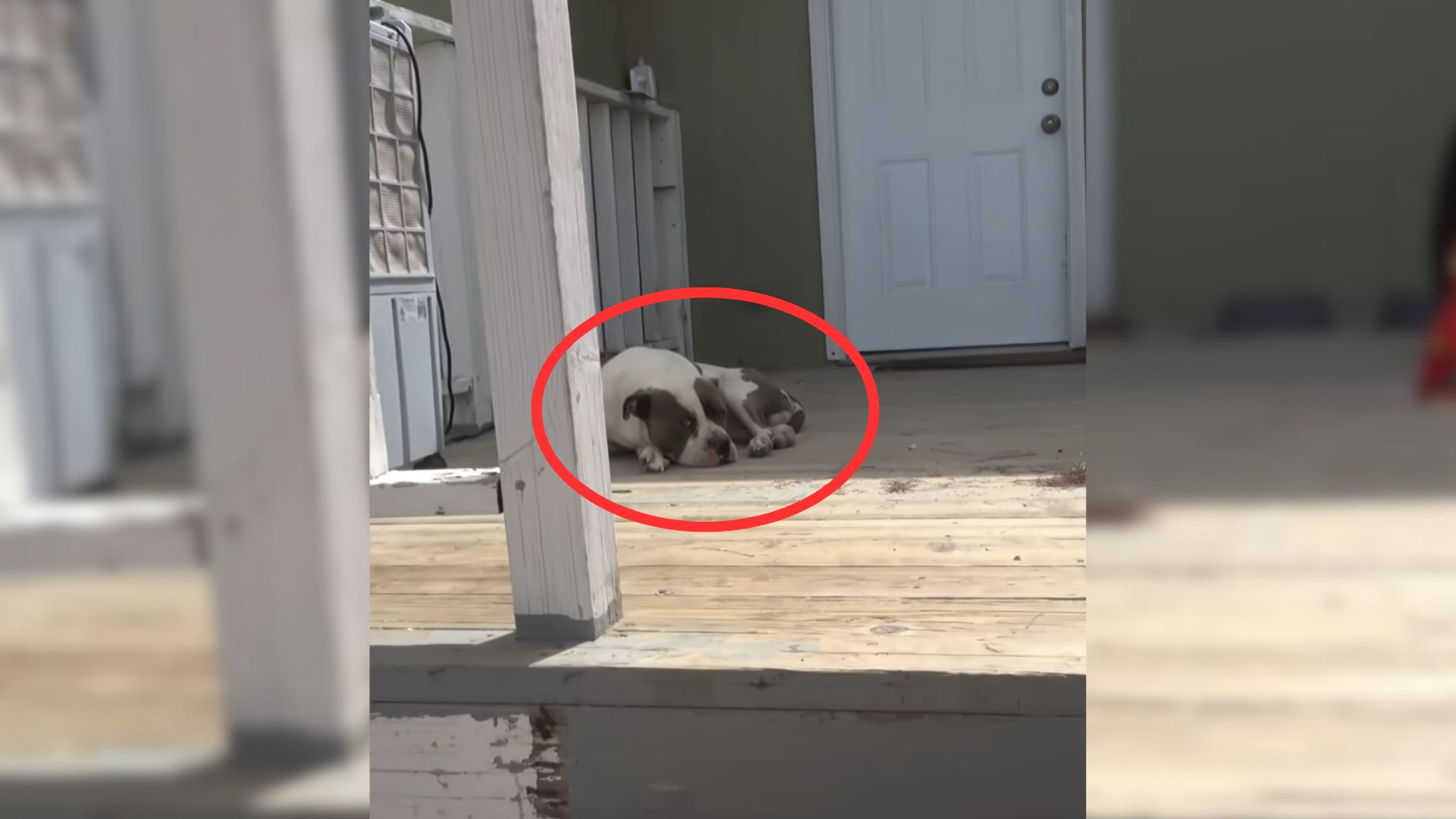 Pitbull With Deformed Legs Finds Refuge On A Random Porch After Being Abandoned By Family