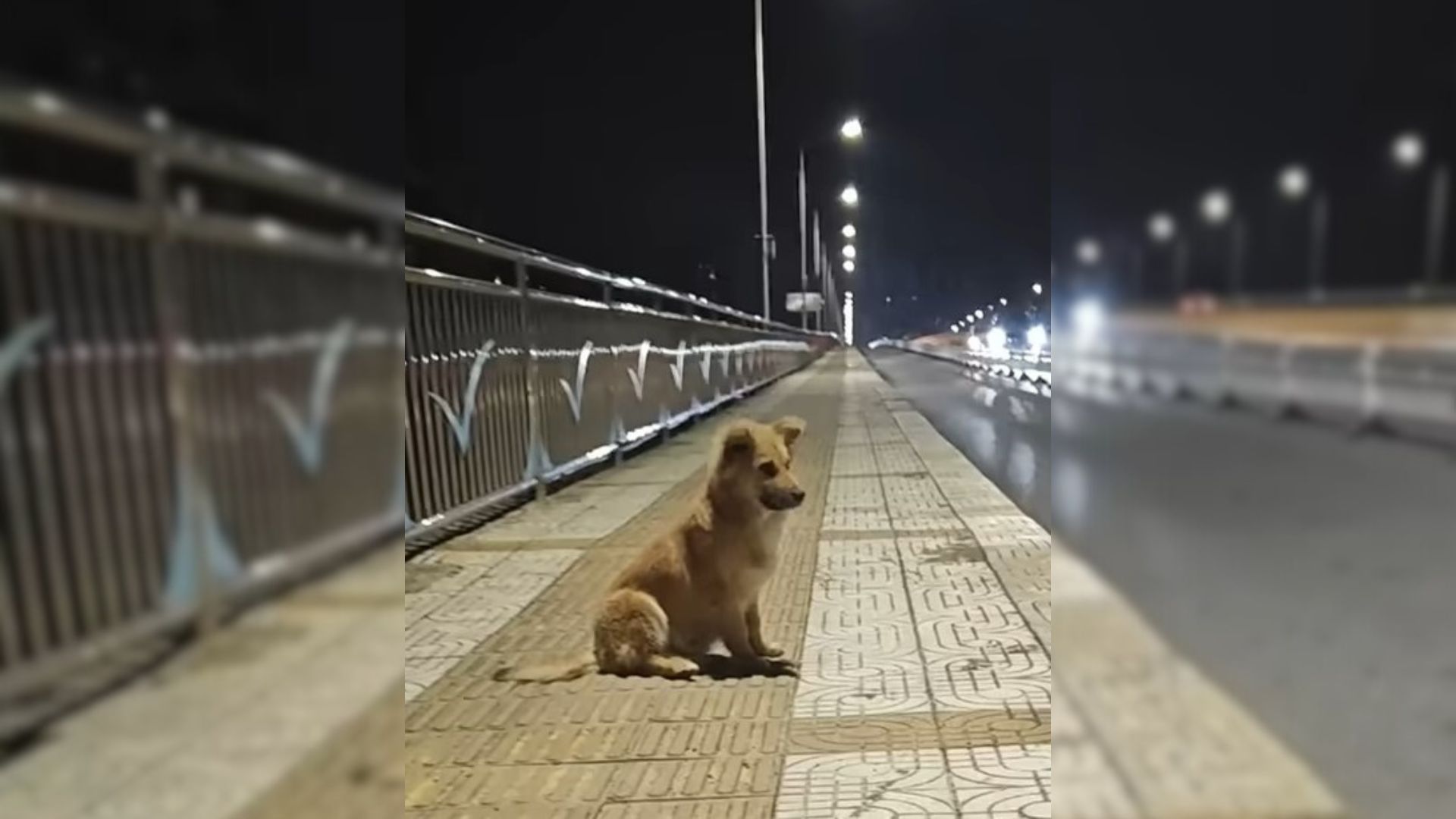 Abandoned Pup Waited For His Owner At An Overpass For Weeks, Believing That They Would Return