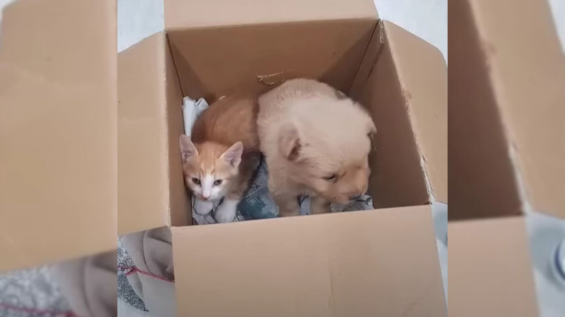 Abandoned Puppy And Kitten Found In A Box Meet Their Happy Ending After All