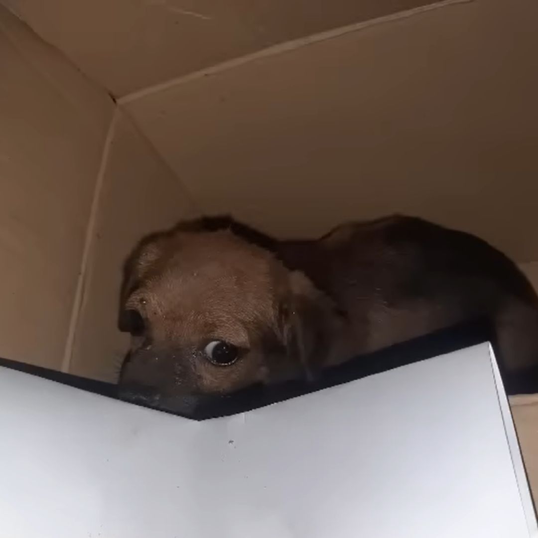 abandoned puppy in cardbox