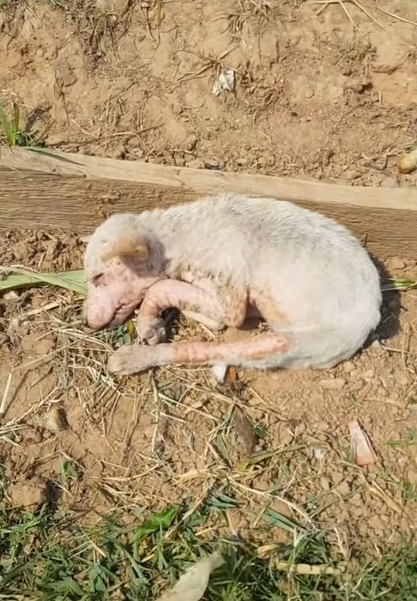 abandoned white dog