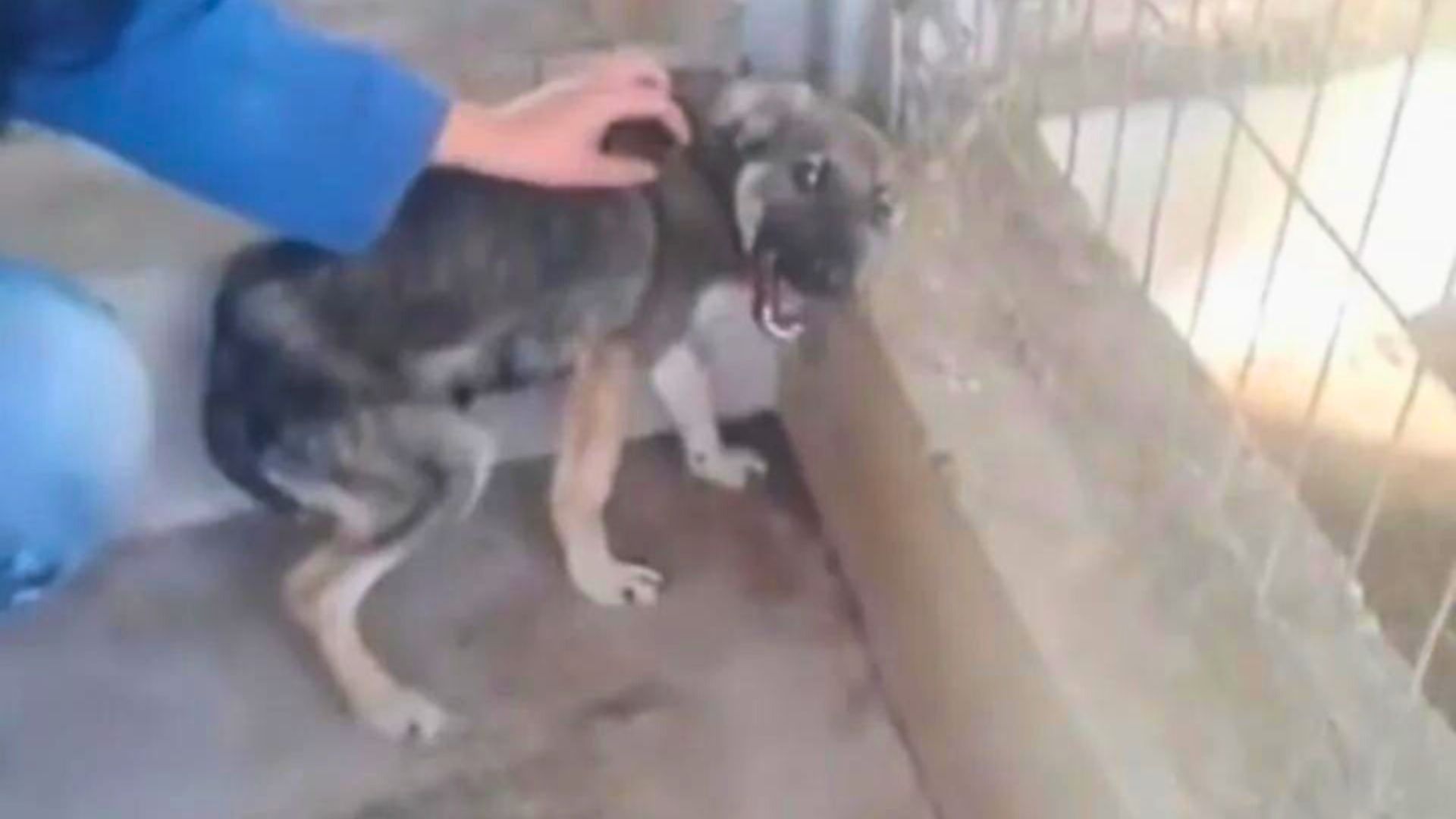 Poor Pup Terrified Of Human Touch Finds Hope In His New Rescuers