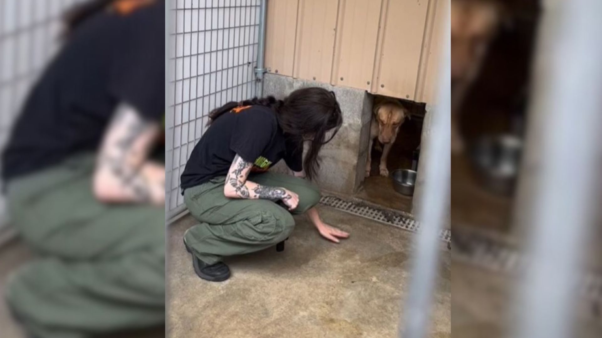 Abused Dog Who Was Dragged On A Chain By Her Owner Finally Learns What Freedom Feels Like