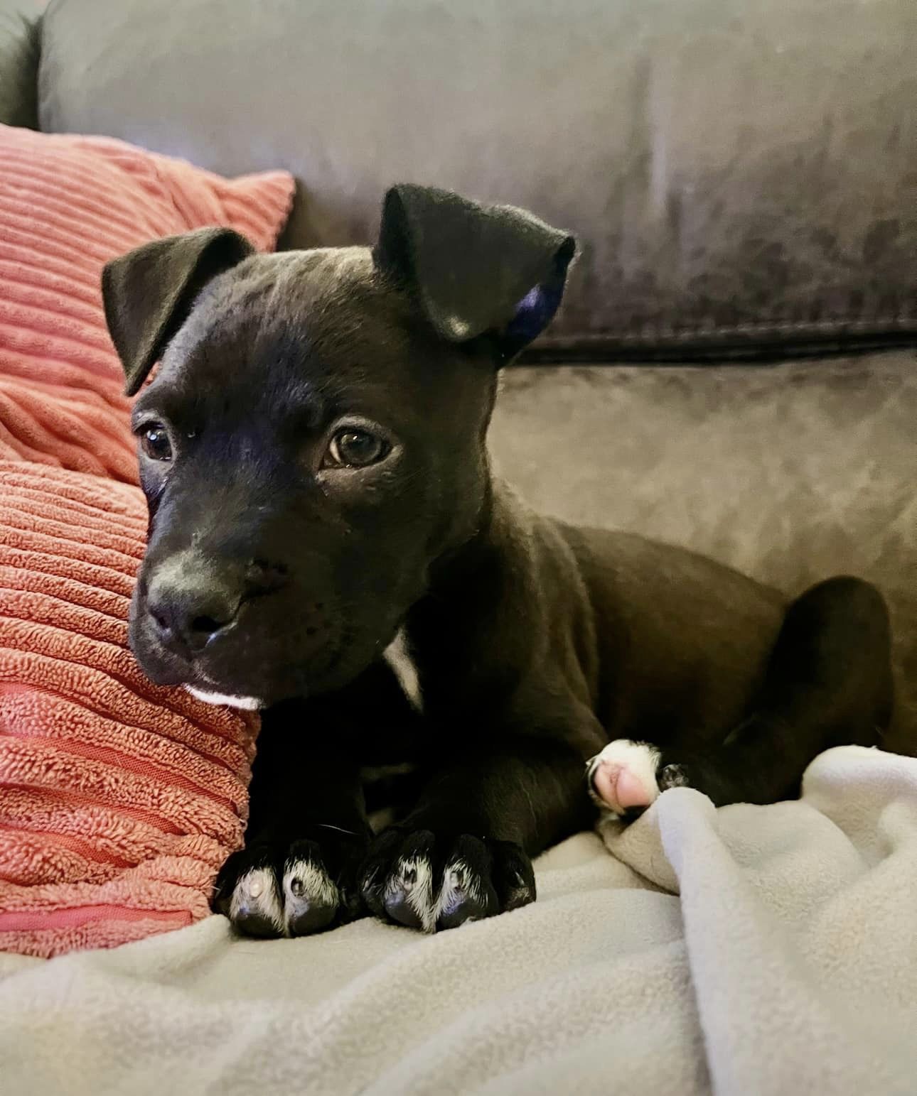 adorable black puppy